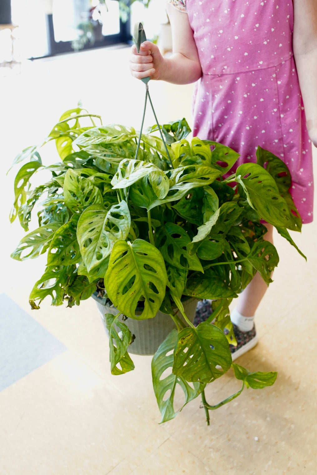 Monstera Adansonii (Swiss Cheese)