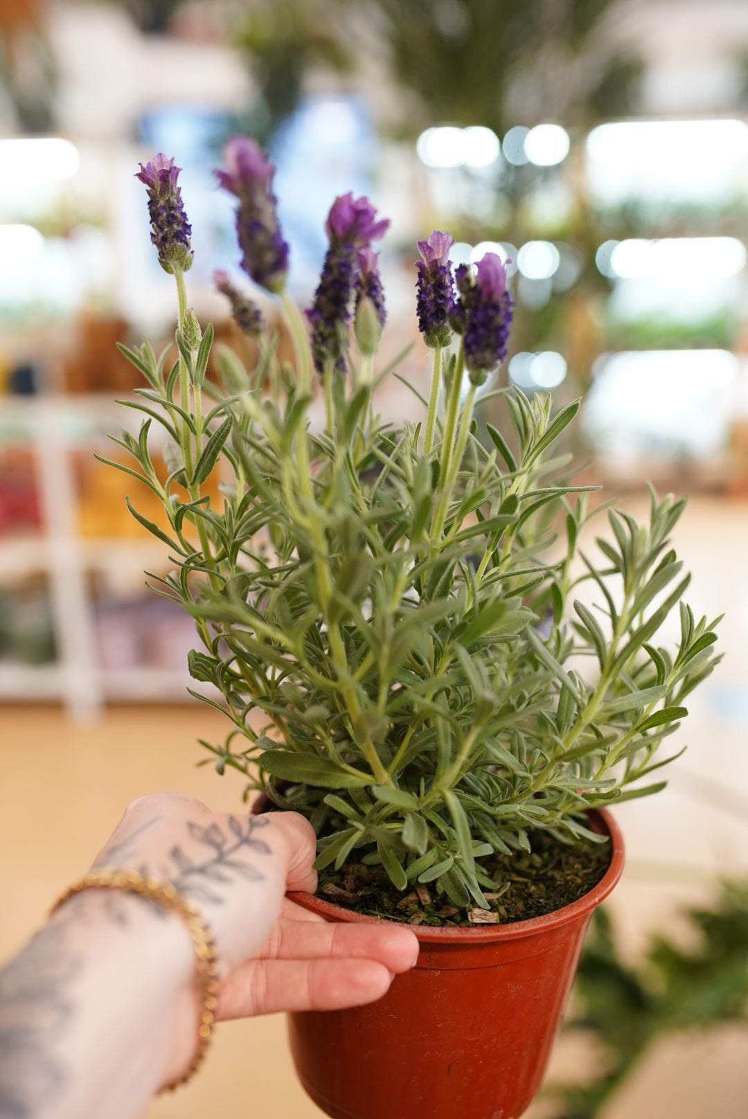 English Lavender ‘Buena Vista’