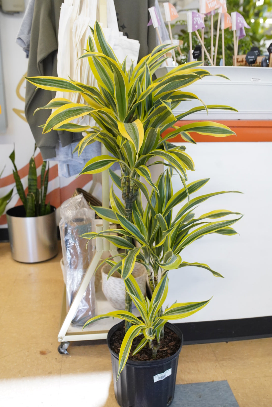 Dracaena Lemon Lime Cane