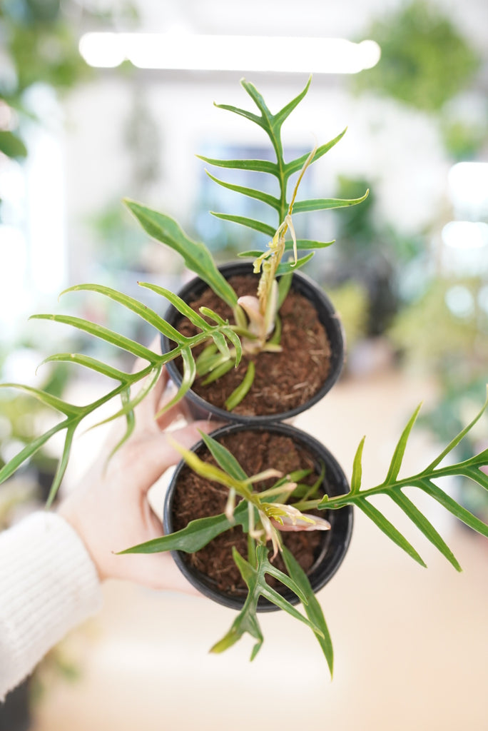 Philodendron Tortum