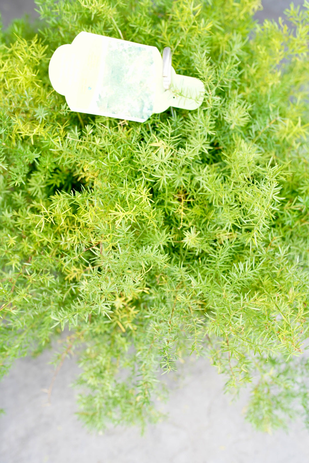 Sprengeri Fern aka Asparagus Fern