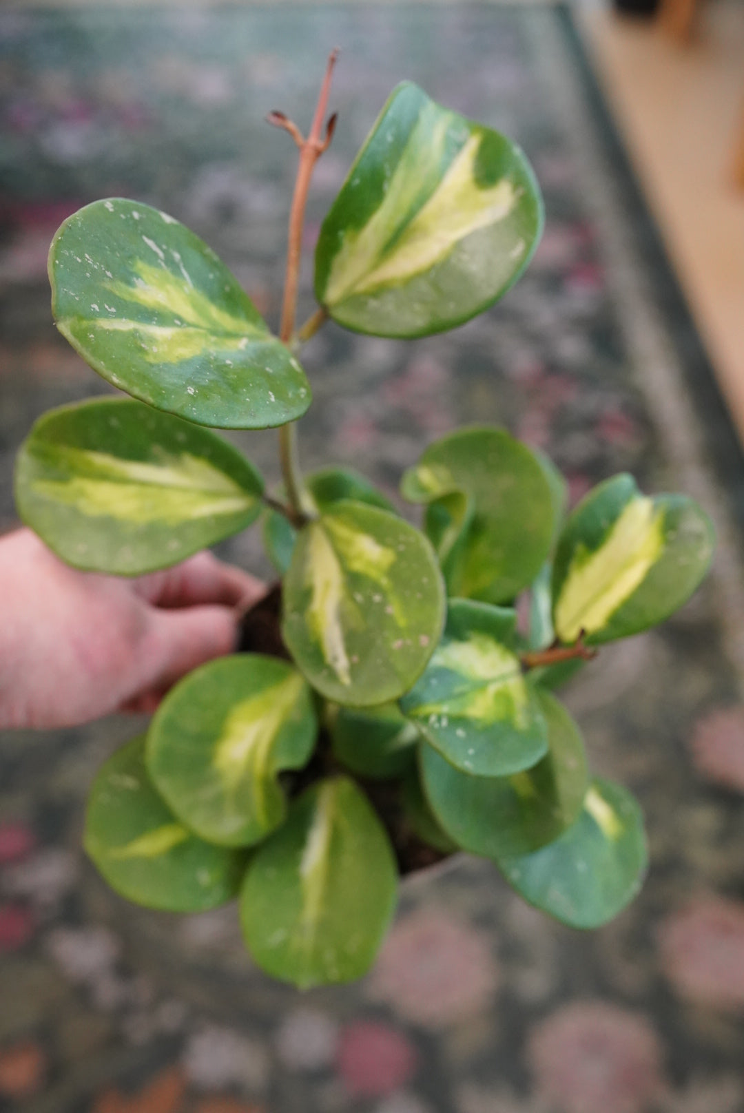Hoya Obovata Variegated/Splash