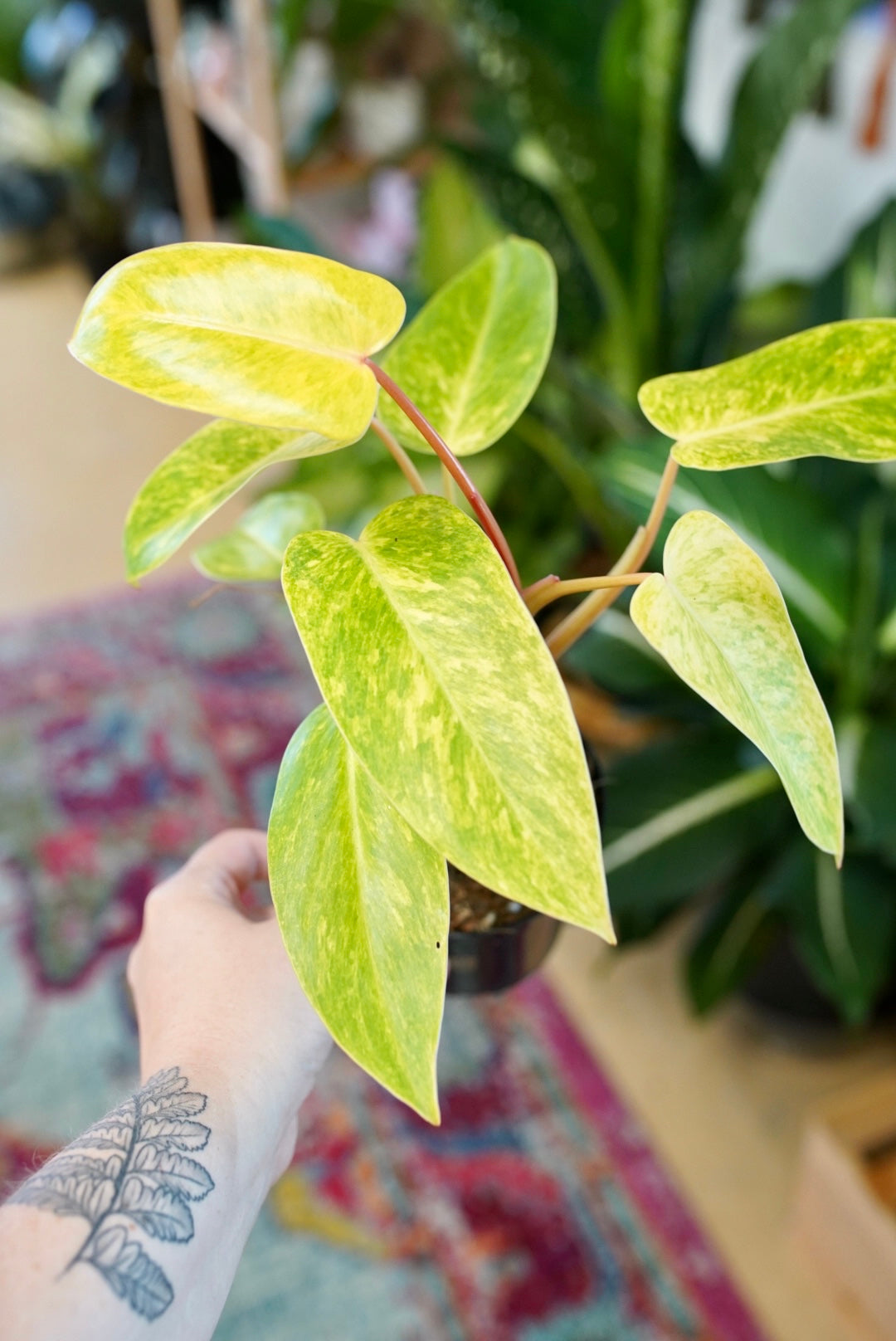 Philodendron Painted Lady