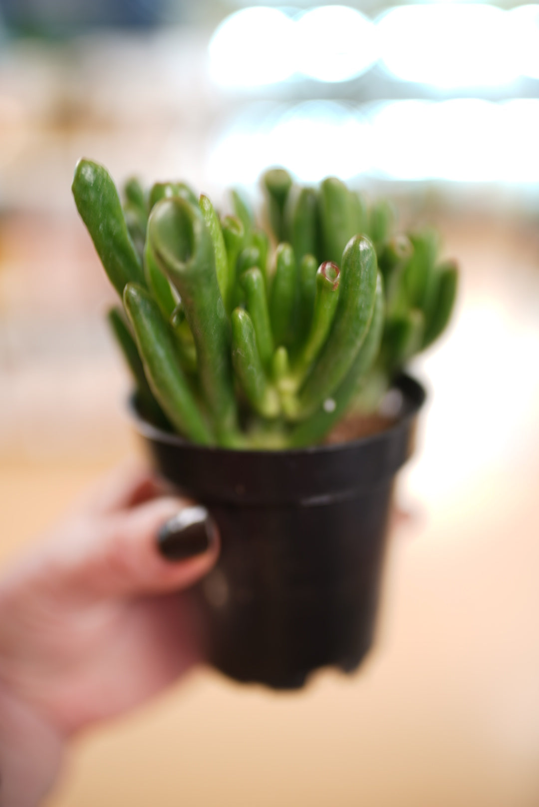 Crassula ovata (Shrek Succulent)  Ruby Flora Plant Shop