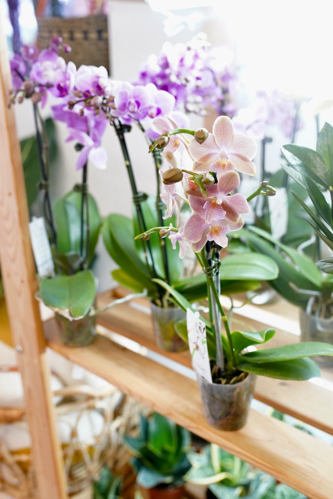 Double Stemmed Phalaenopsis Orchid