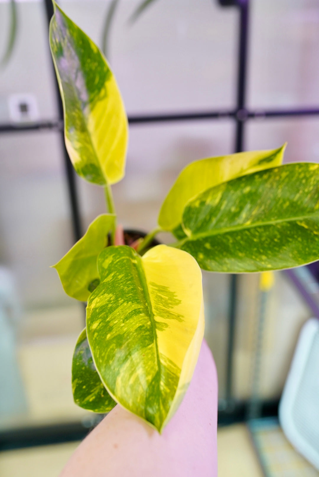 Variegated Philodendron Green Nuclear Congo (hybrid)