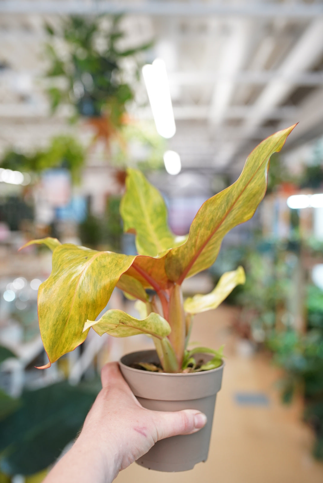 Orange Marmalade Philodendron