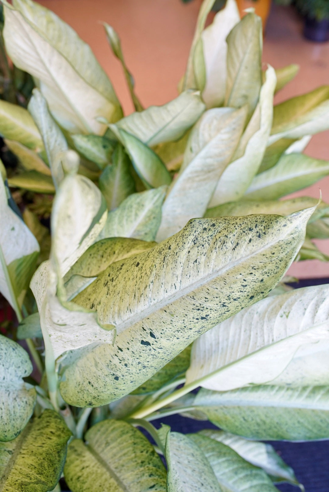 Dieffenbachia Camouflage
