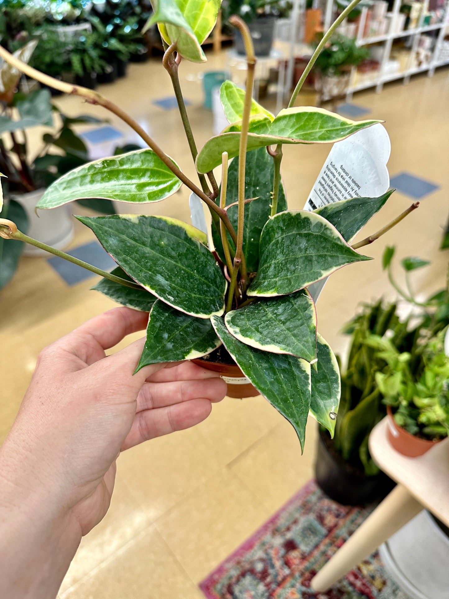 Hoya Macrophylla 'Variegata'
