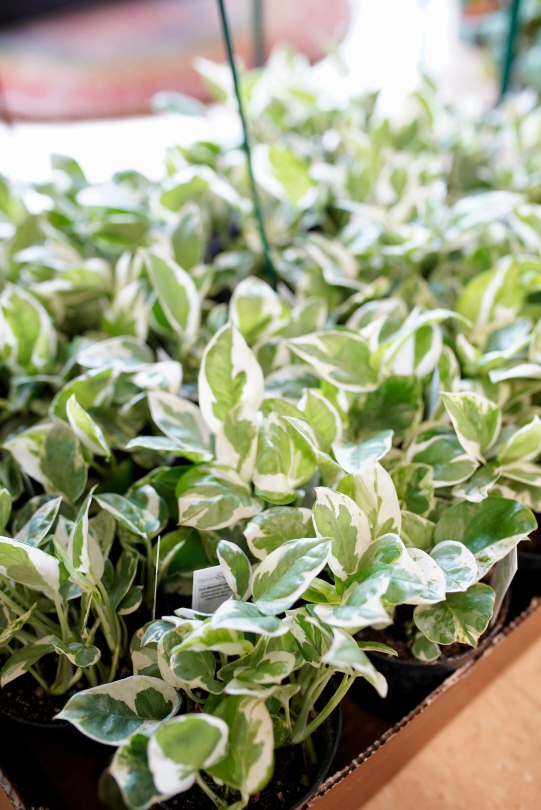 Epipremnum aureum 'N'Joy' Pothos