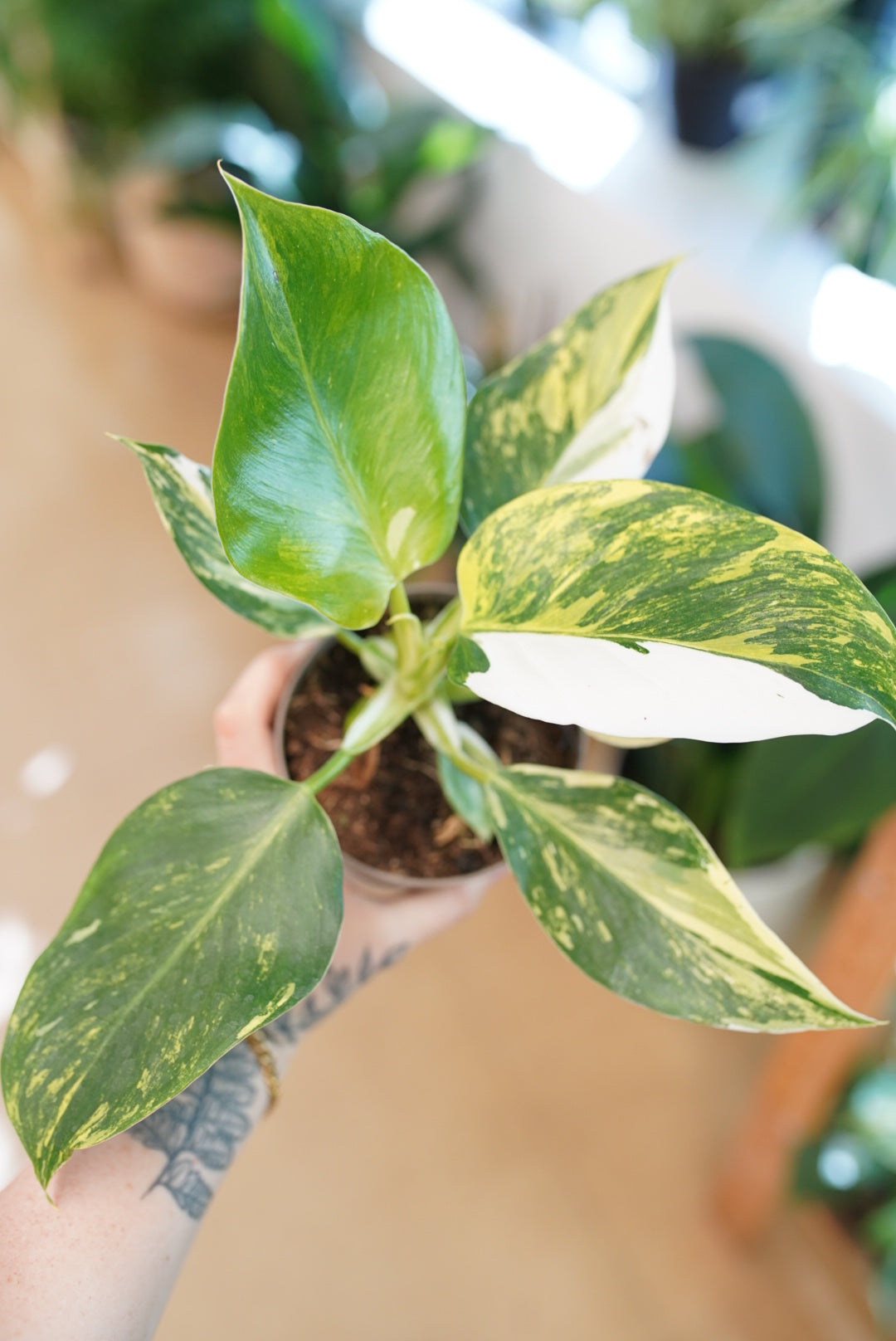 philodendron tricolor leaves Philodendron White Wizard Tricolor