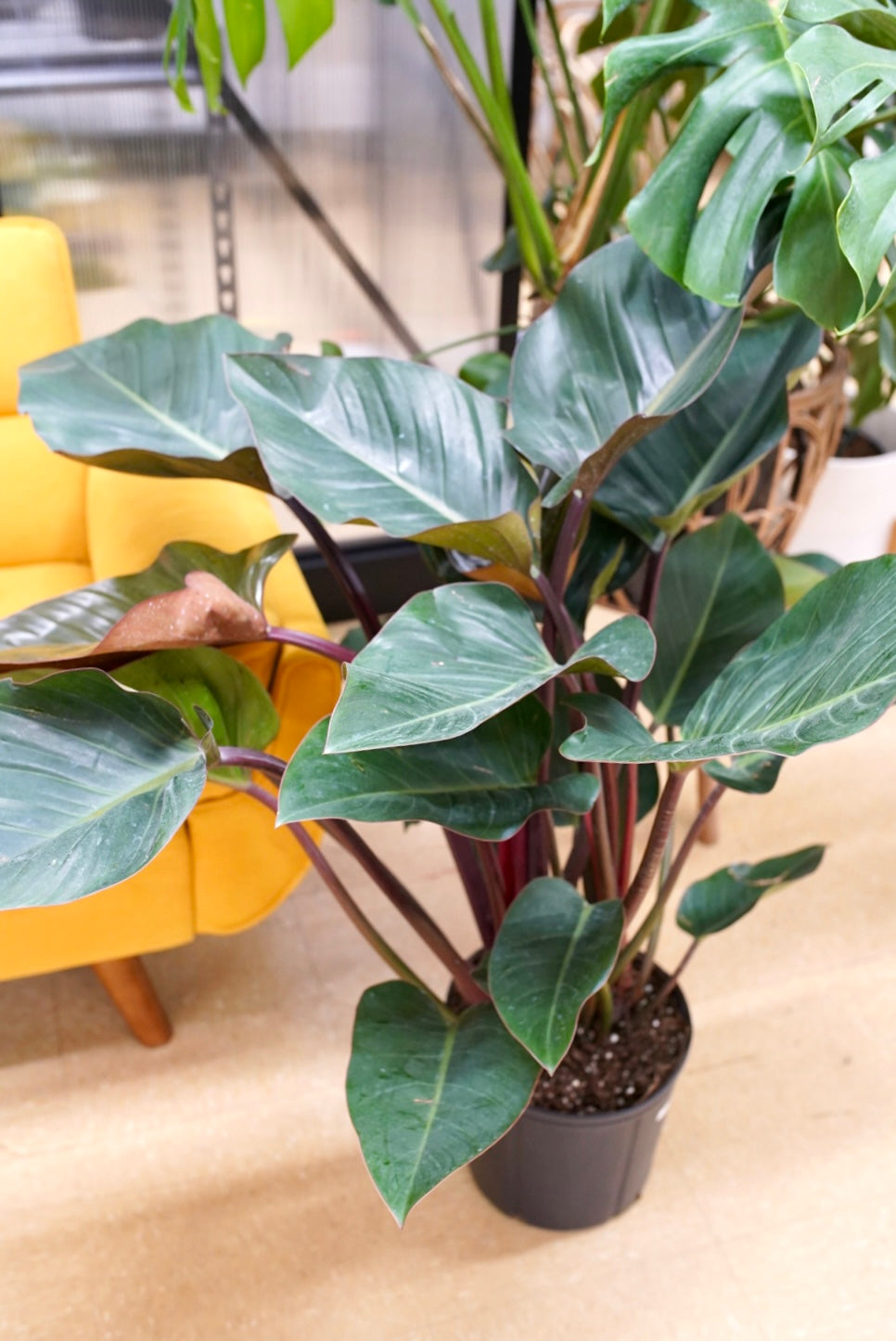 Philodendron 'Rojo Congo'