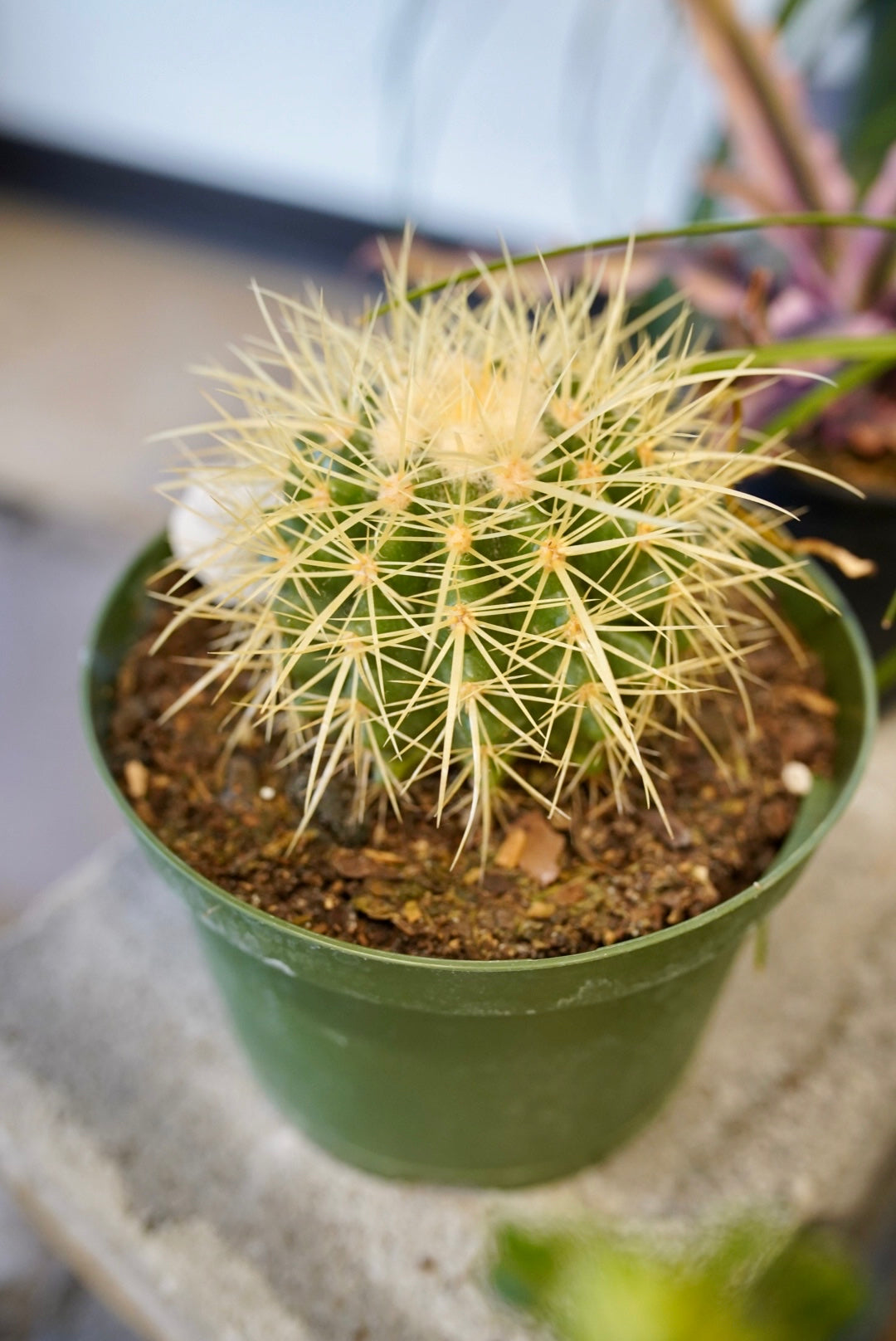 Golden Barrel Cactus