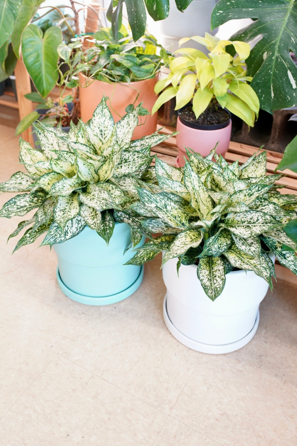 Aglaonema (Chinese Evergreen) 'Spring Snow'