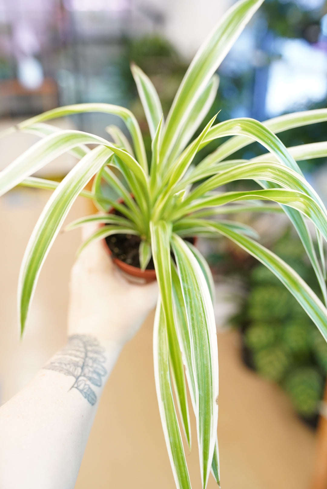 Ocean Spider Plant