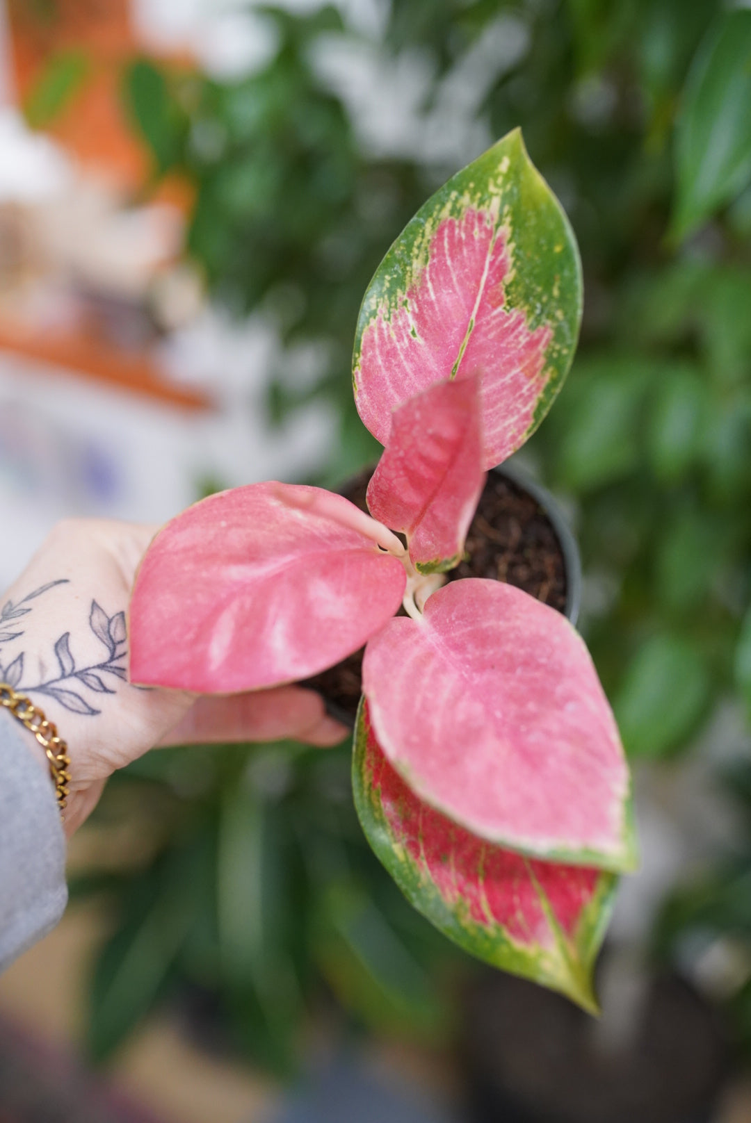 Aglaonema Lucky Red