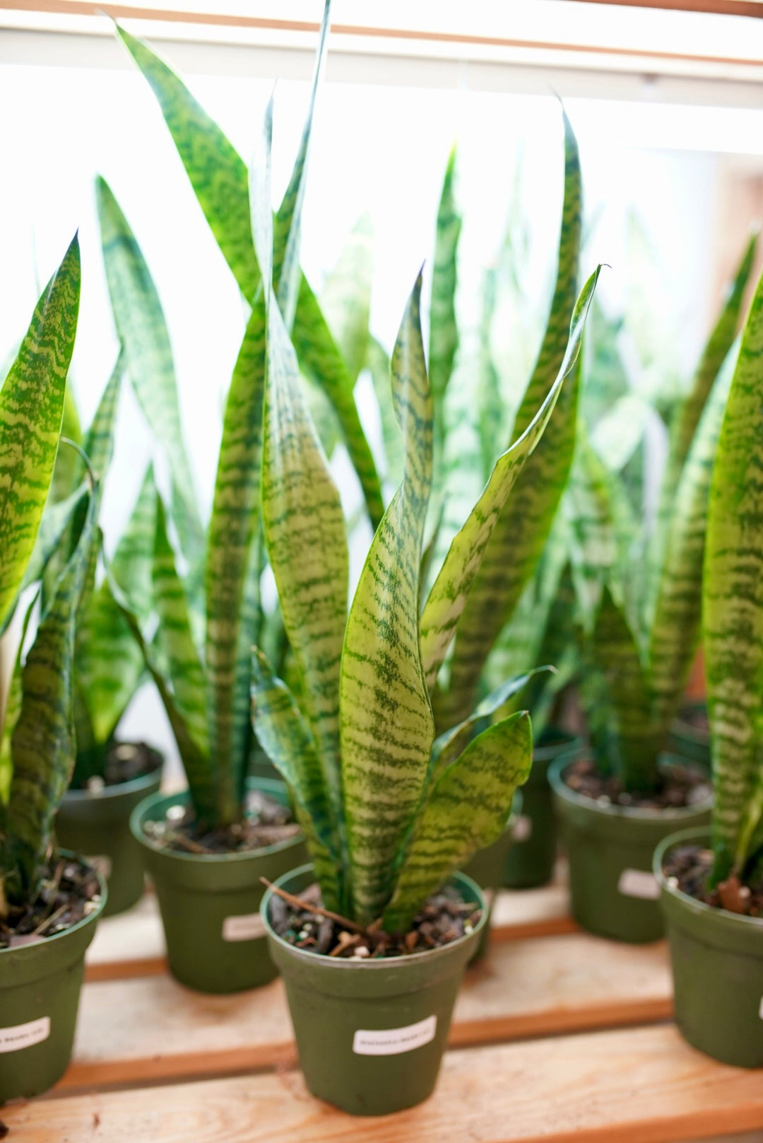 Sansevieria Zeylanica