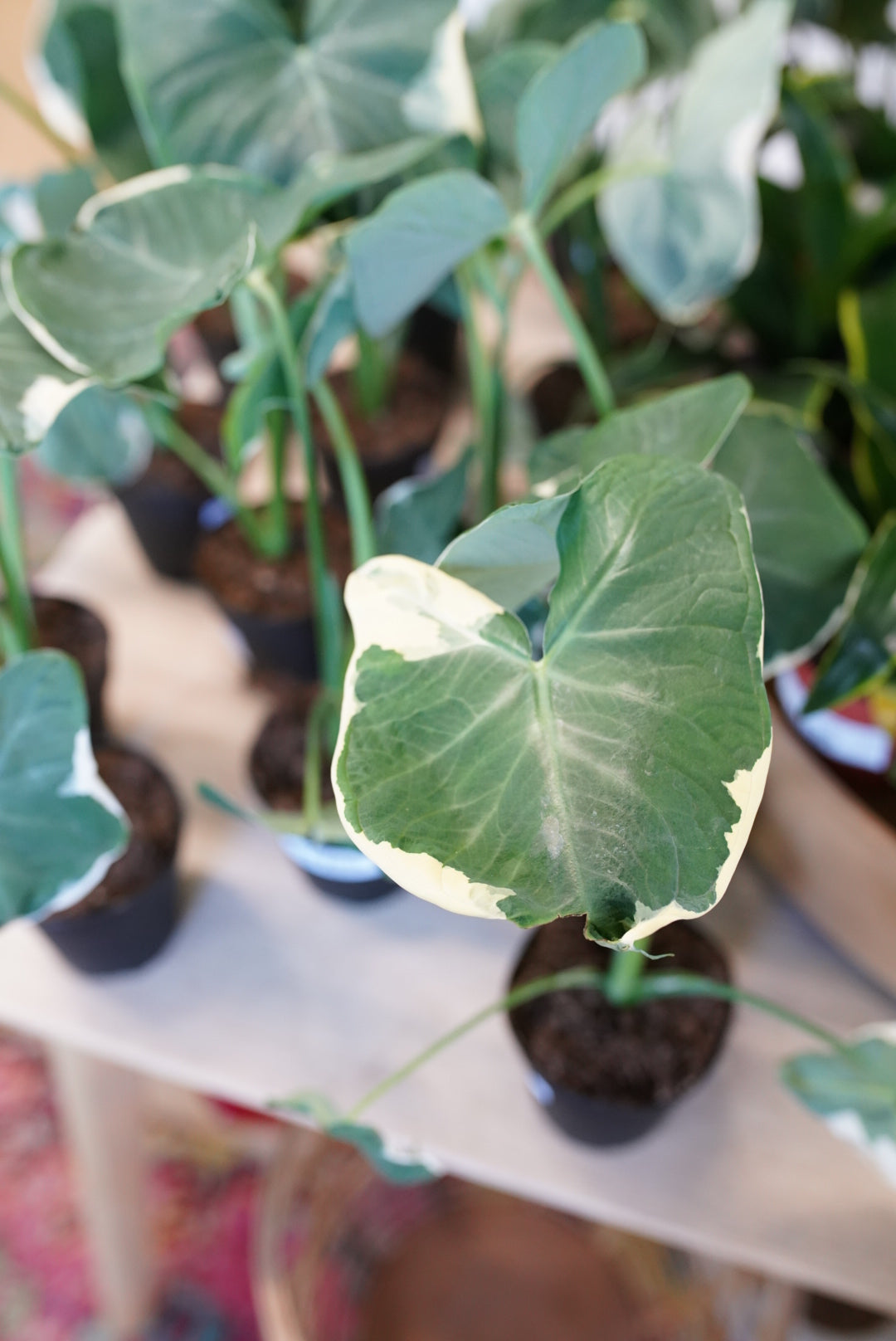 Alocasia 'Mickey Mouse'