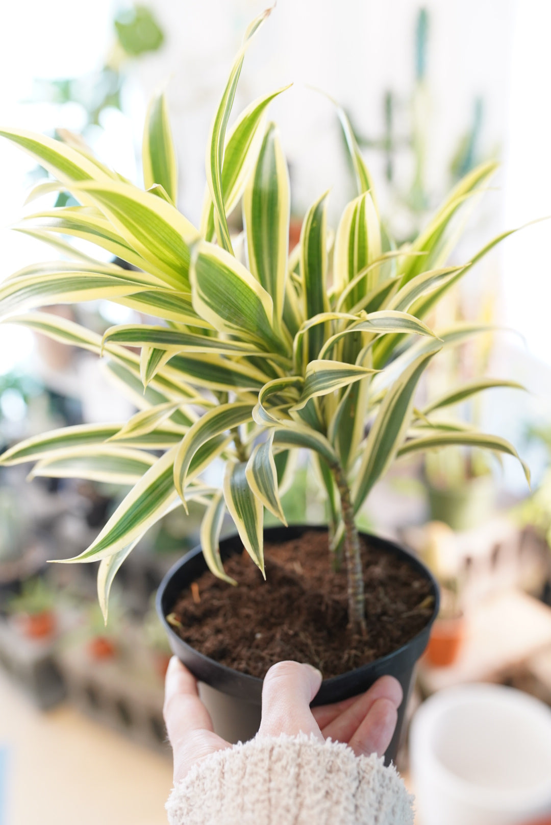 Dracaena 'Song of India'