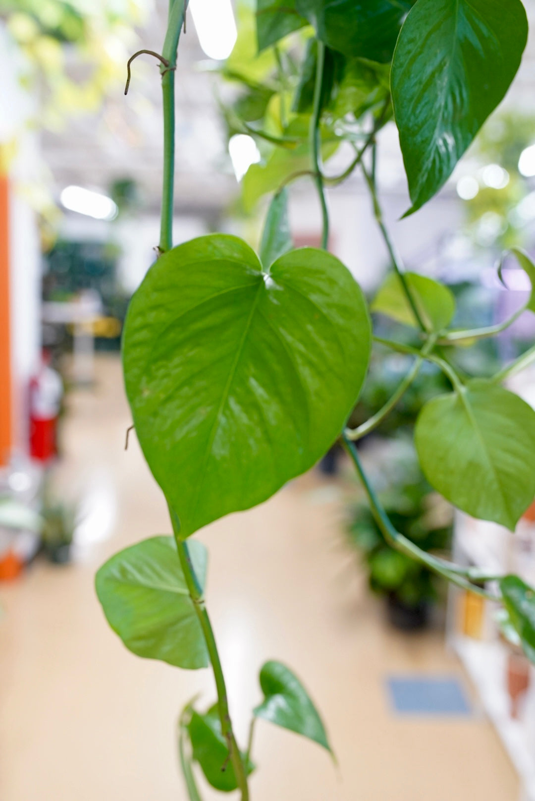 Epipremnum Aureum 'Jade' Pothos