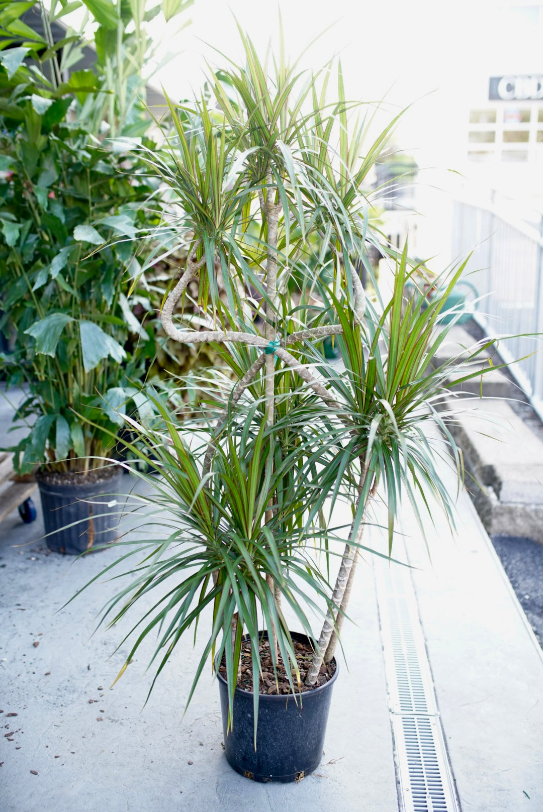 Dracaena Marginata Candelabra