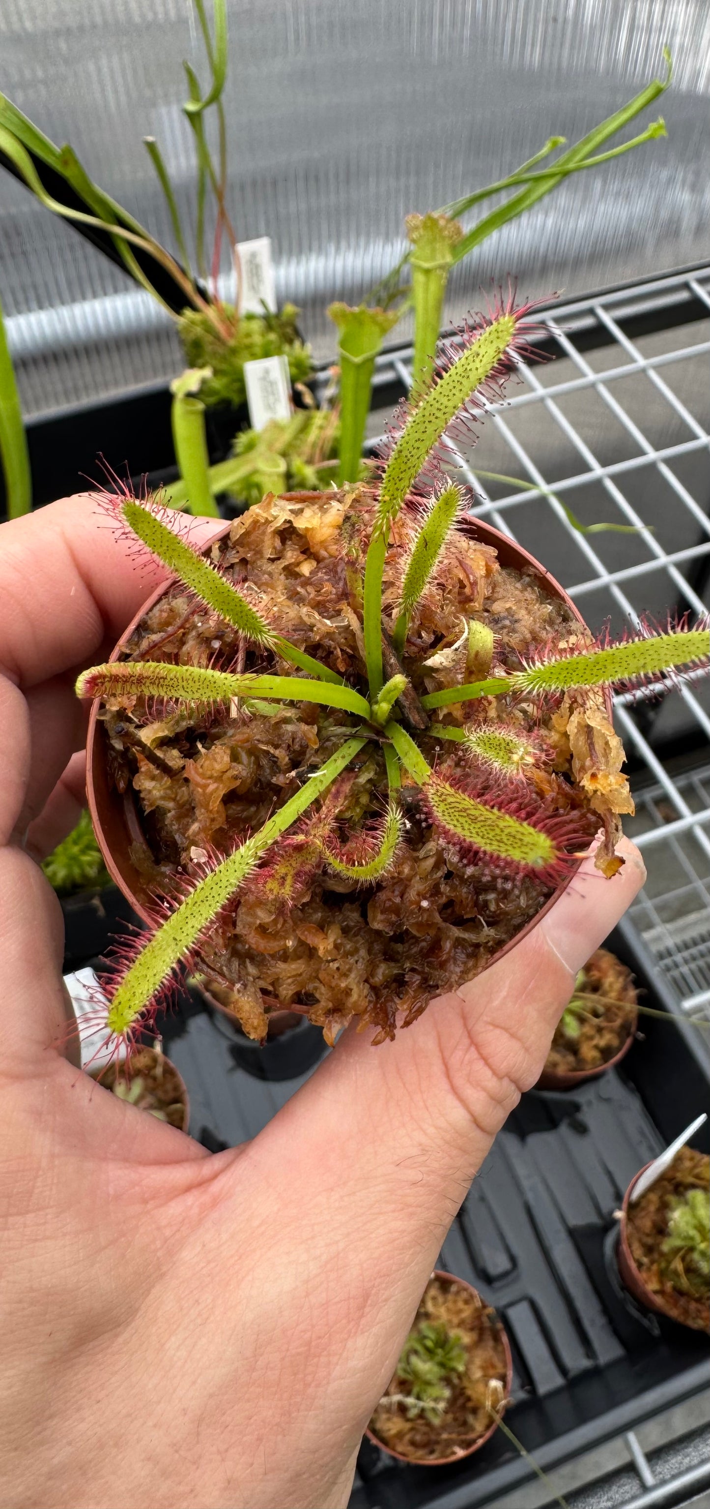 Drosera Burmannii (sundews)