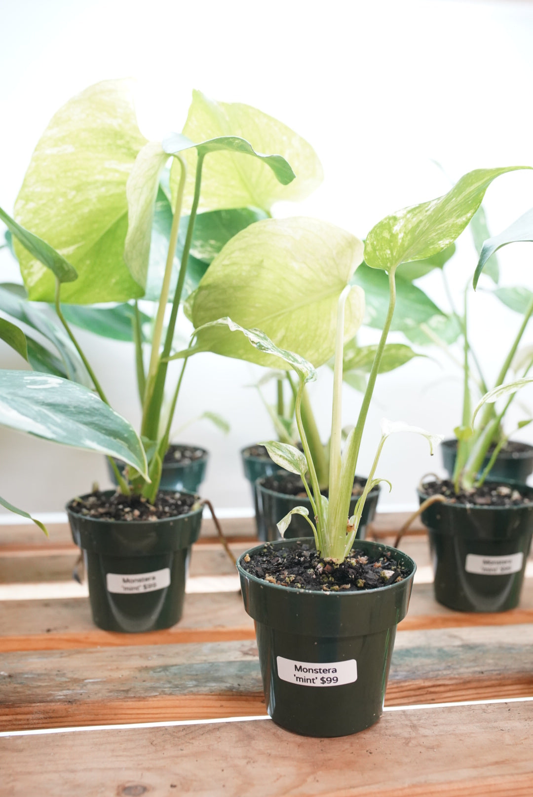 Monstera deliciosa 'Mint'