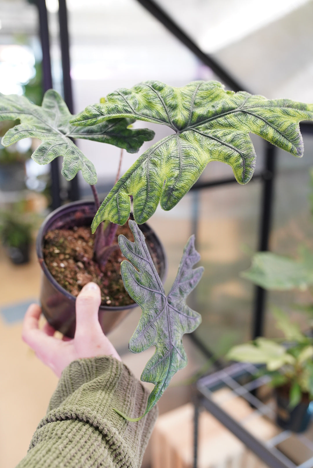 Alocasia Jacklyn