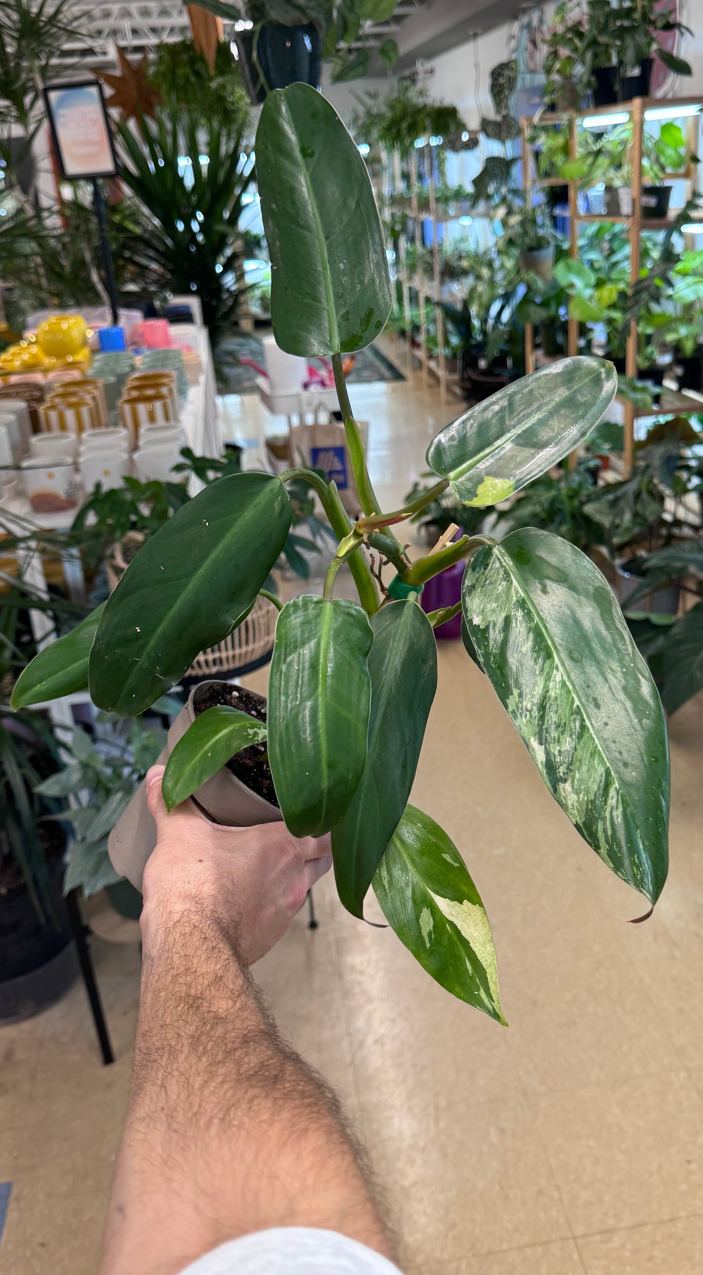 Philodendron Domesticum Sport Variegated