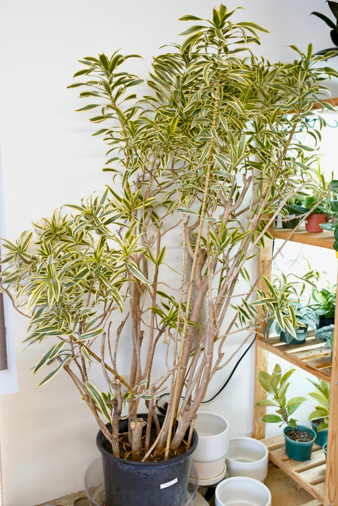 Dracaena 'Song of India'