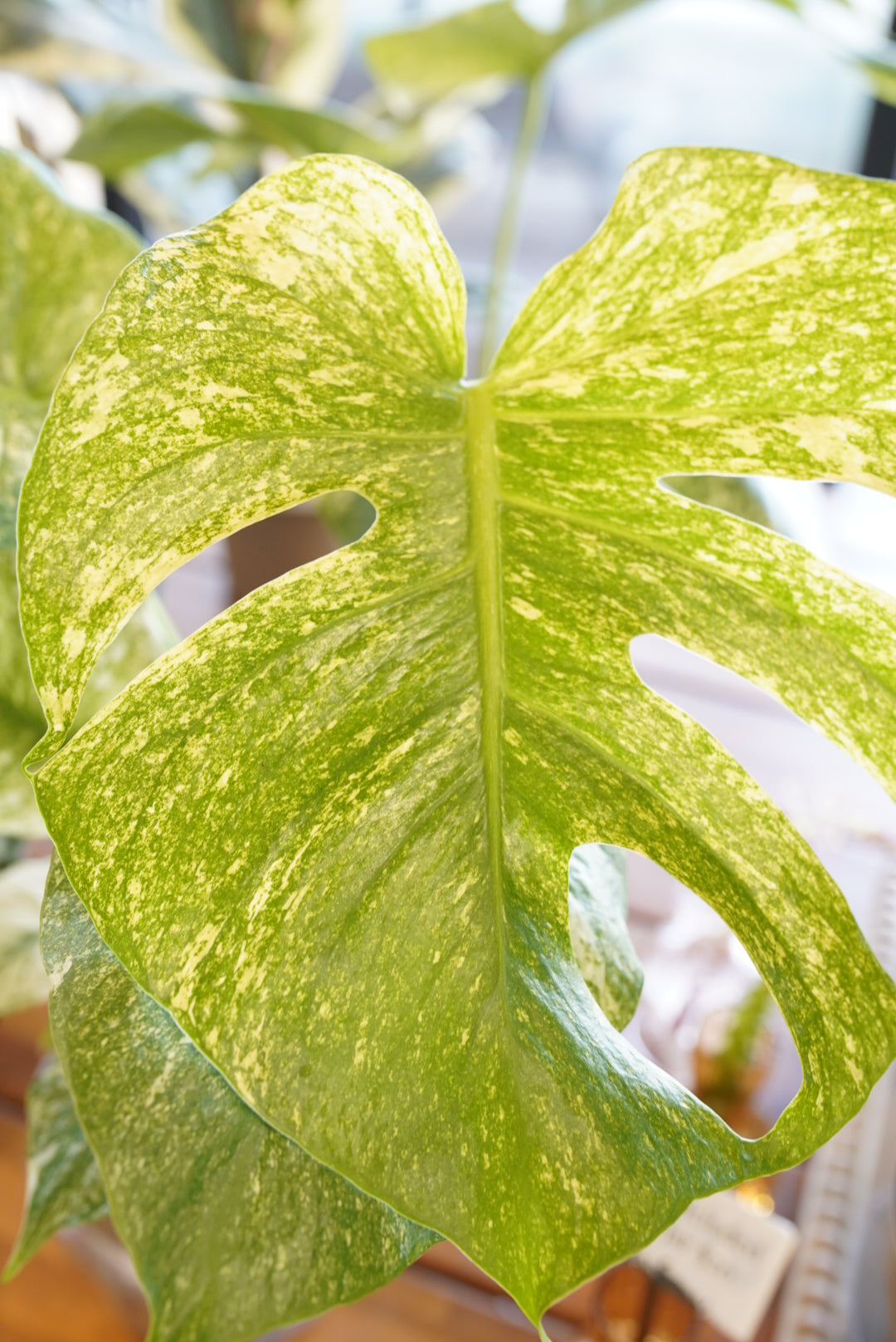 Monstera deliciosa 'White Monster' – Ruby Flora Plant Shop