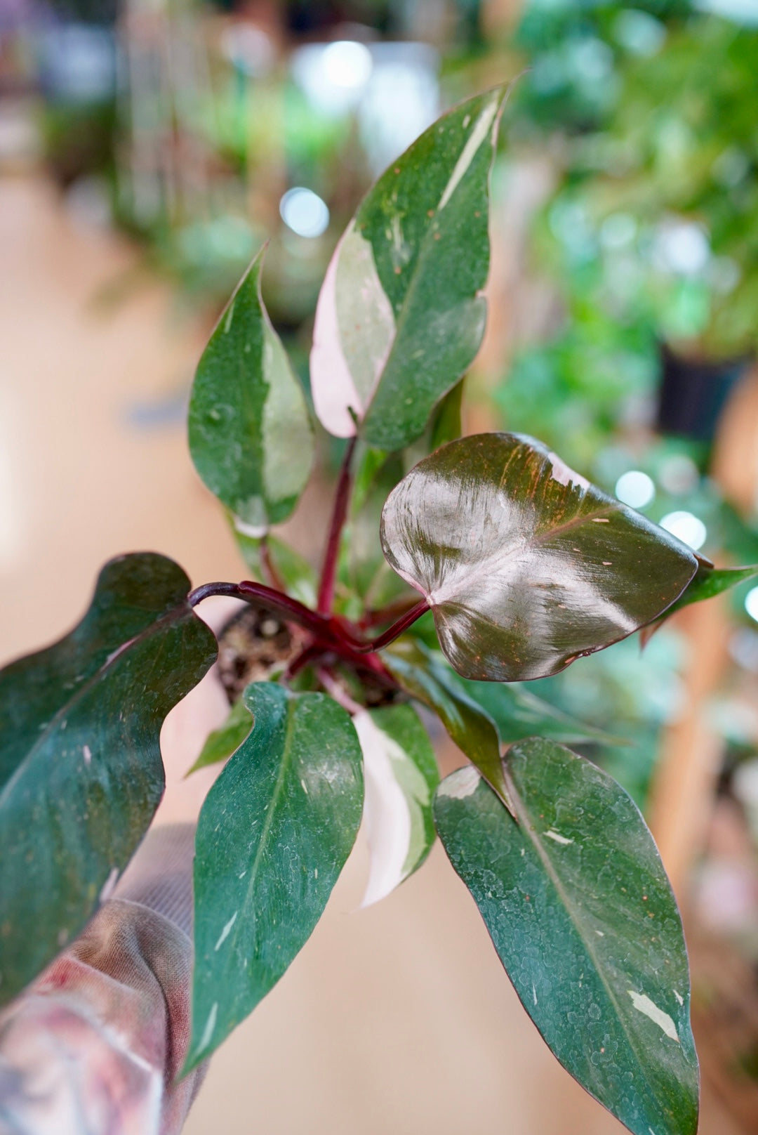 Philodendron Pink Princess