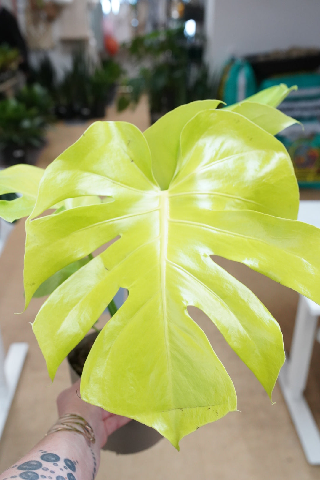 Monstera Super Golden 'Lemon Lime'
