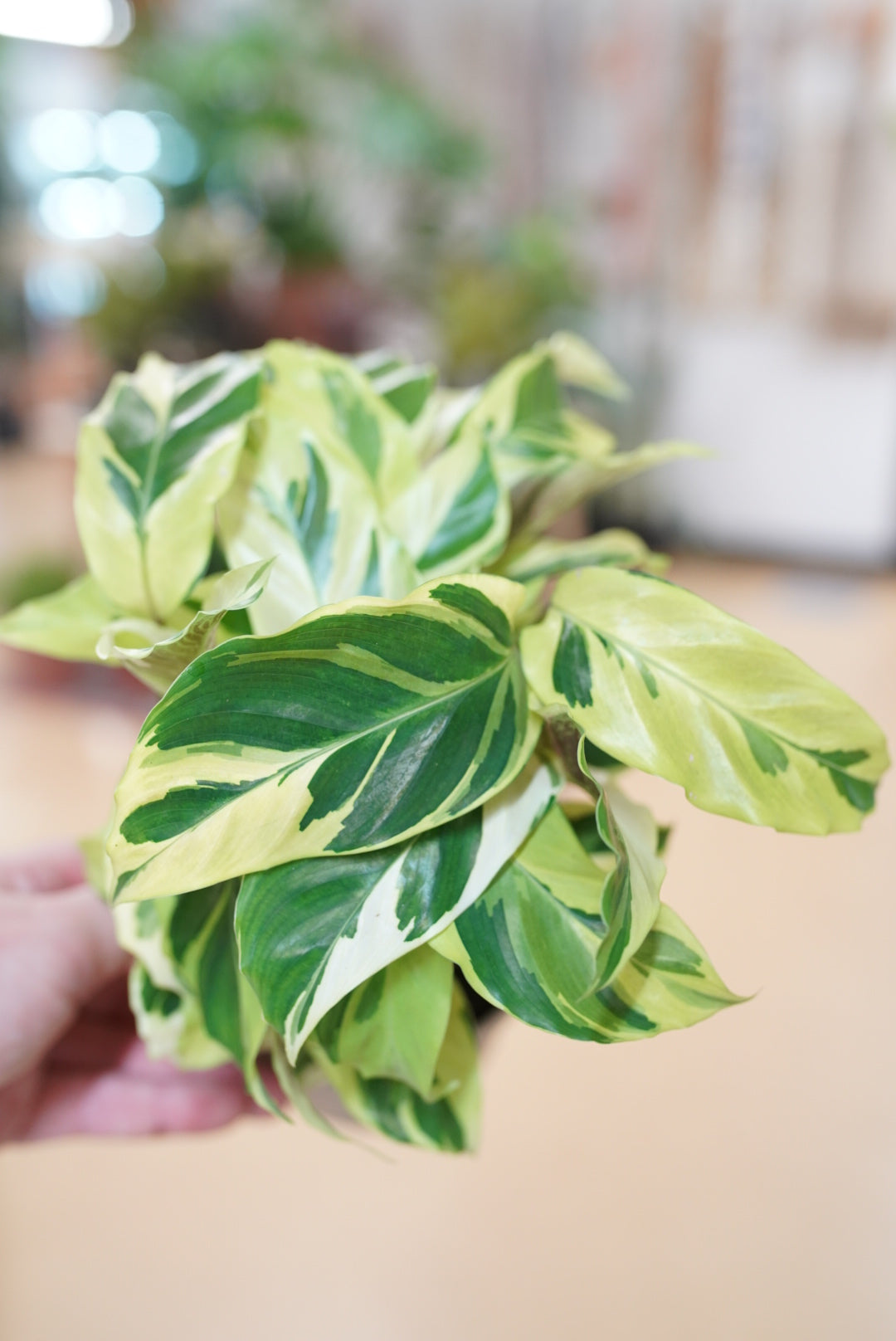 Calathea Louisae 'Thai beauty'