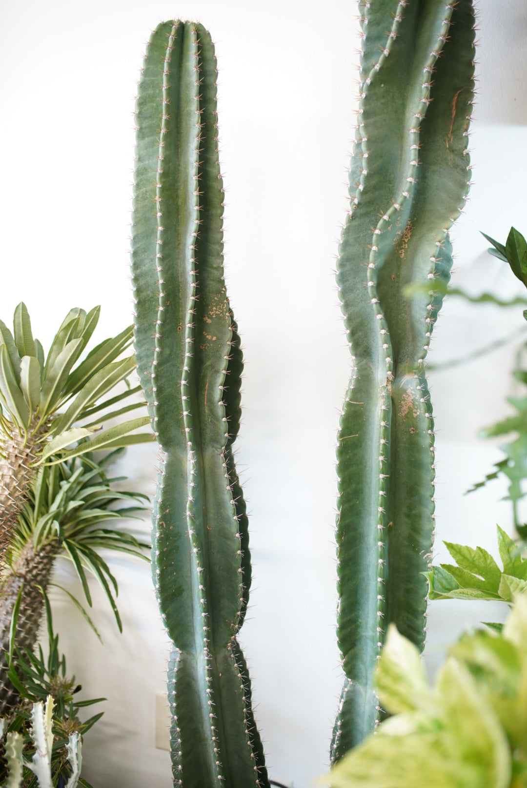 Cactus Cereus Peruvianus