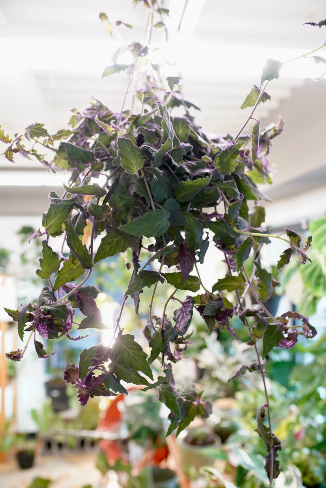 Purple Passion Plant