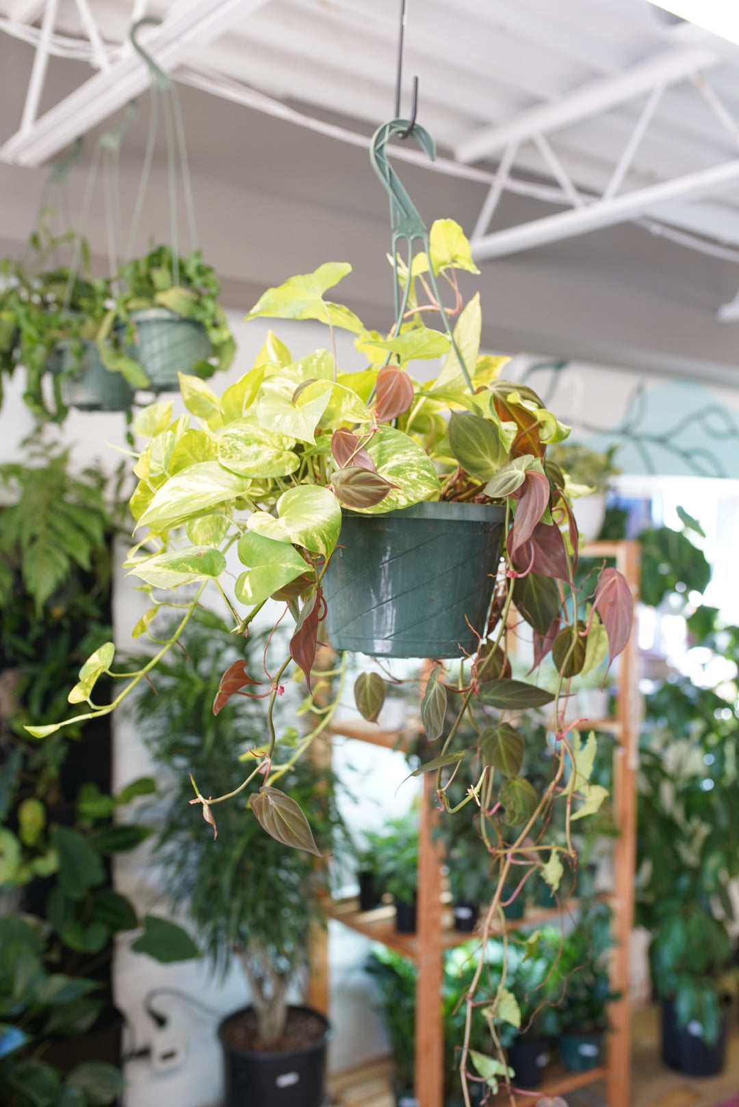 cheapest hanging basket plants Mixed Hanging Basket