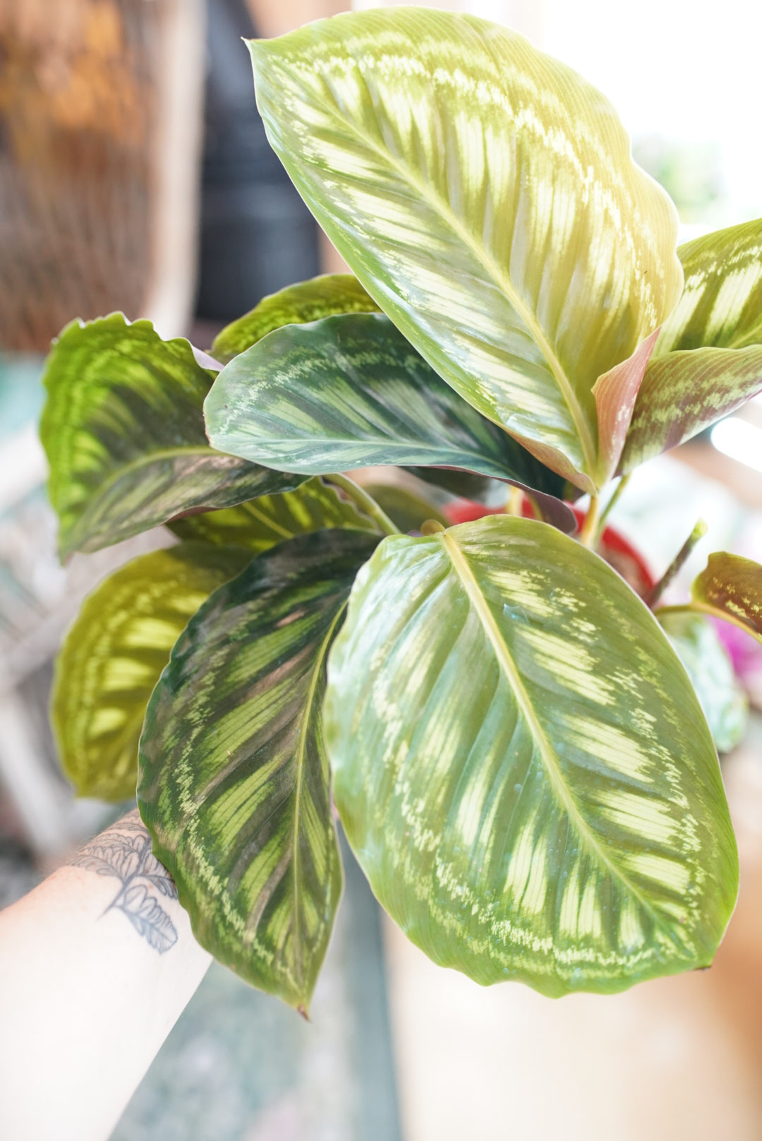 Calathea 'Jungle Cat'