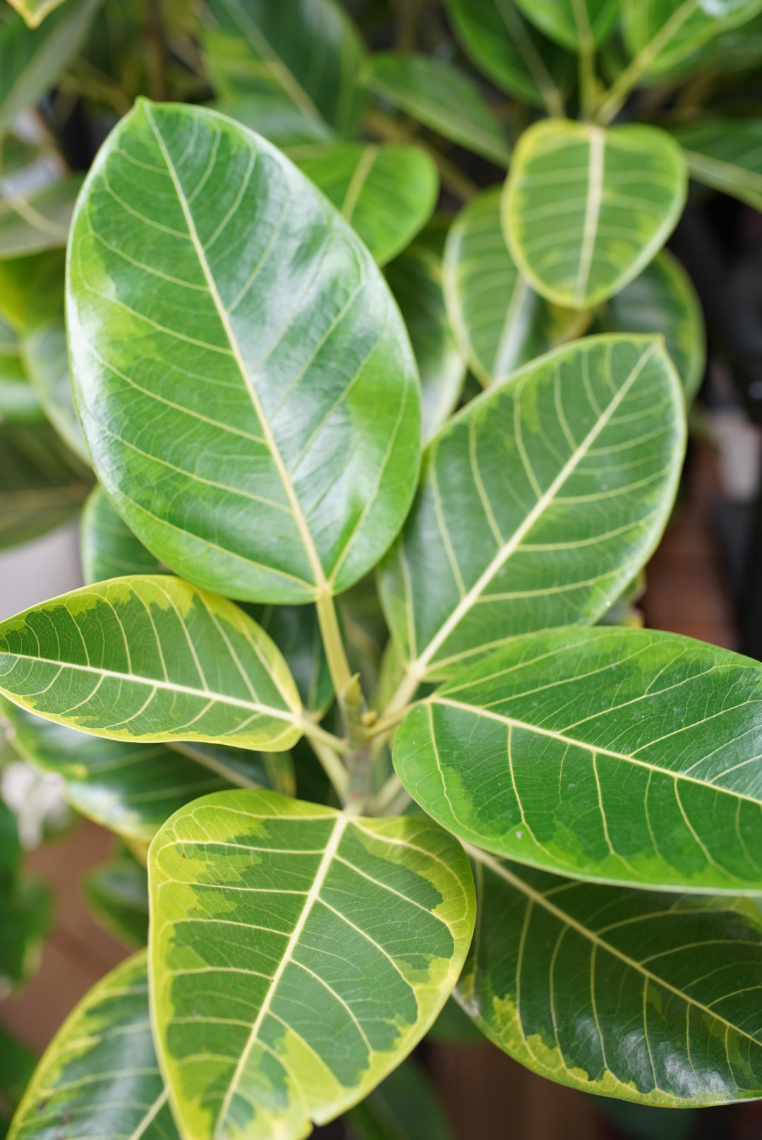 Ficus Altissma ‘Yellow Gem’