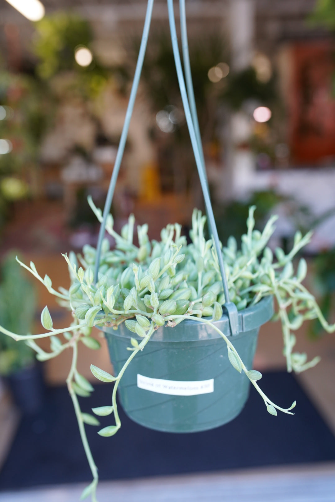 String of Watermelons