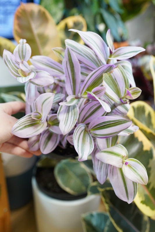 Tradescantia Bubblegum or aka Nanouk