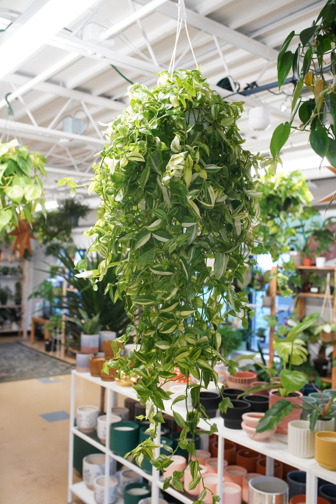 Ruby Flora Plant Shop