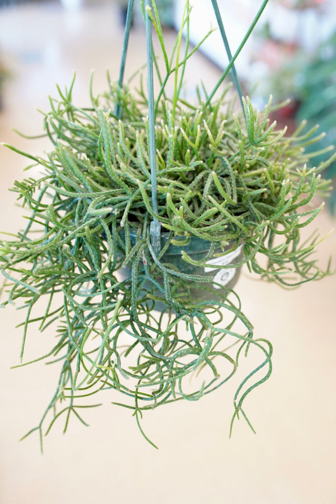 Rhipsalis baccifera