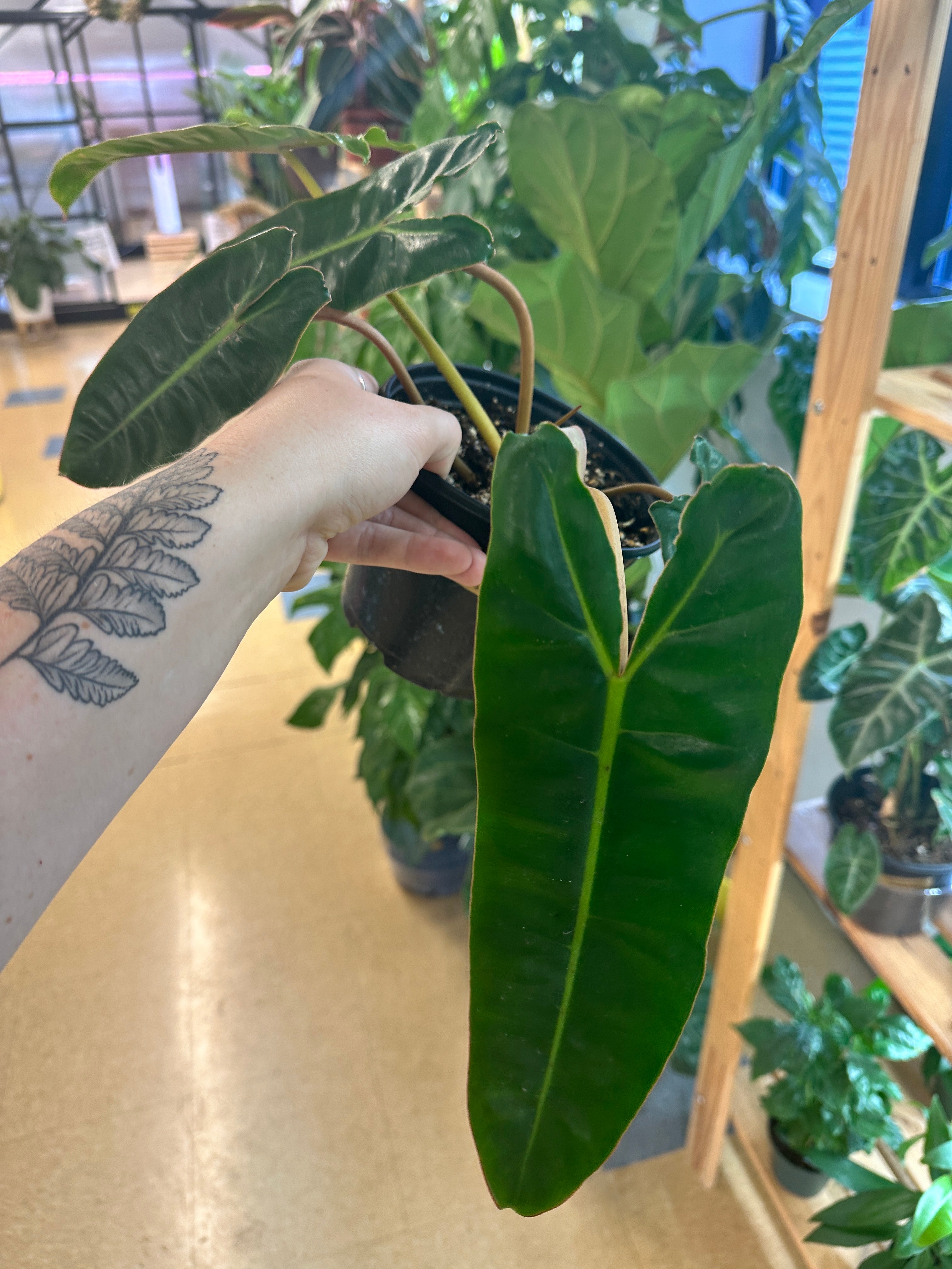 philodendron billietie Philodendron billietiae