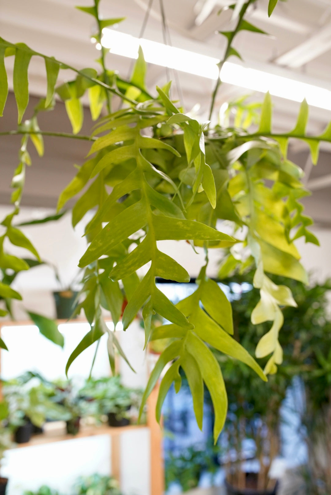 Shark Tooth Fern Epiphyllum - Cactus