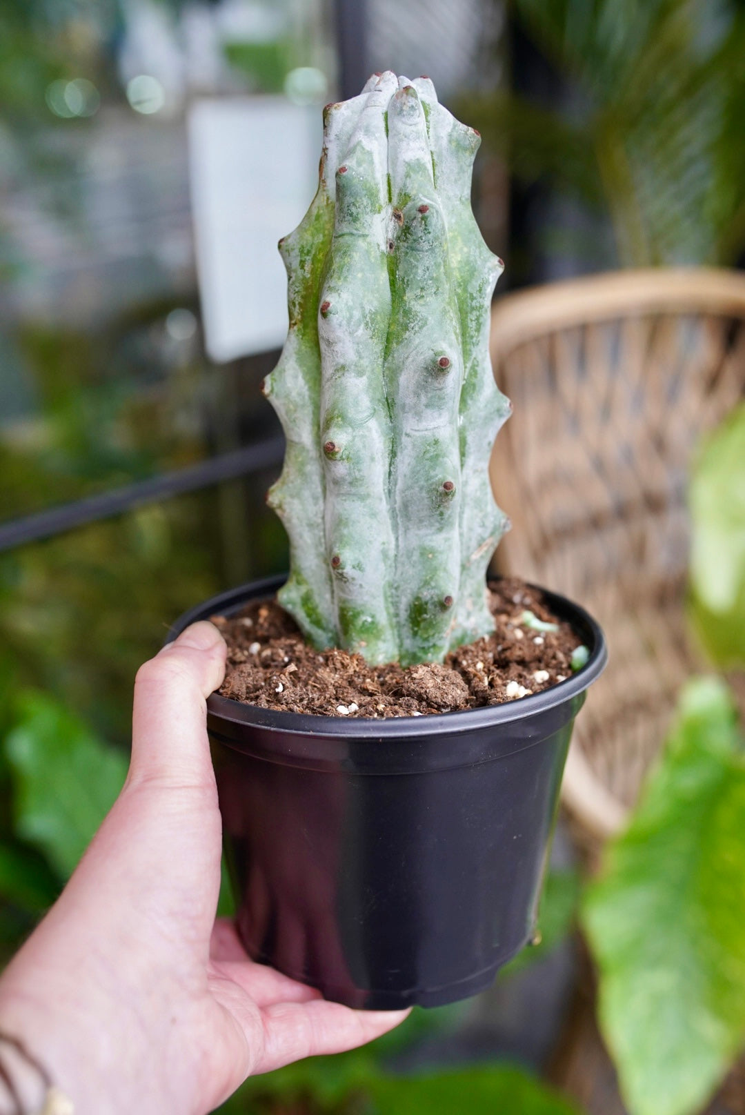 Ghost White Boobie Cactus