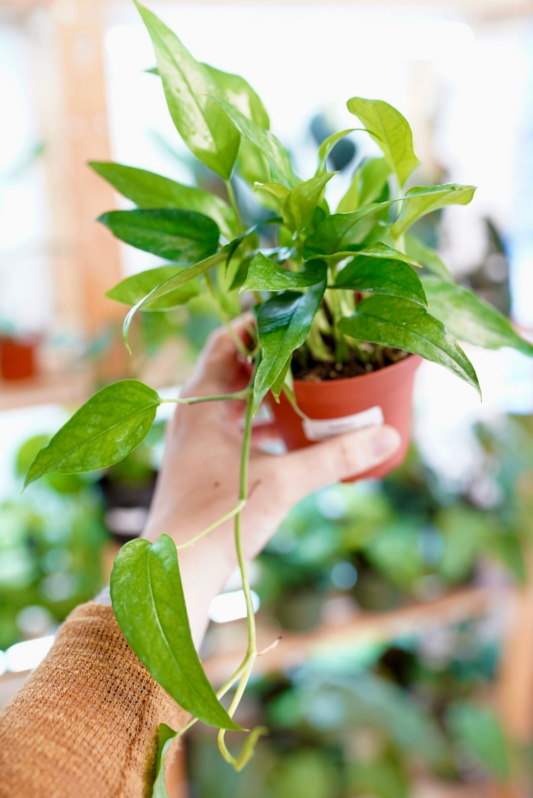 Epipremnum Pinnatum 'Skeleton Key'