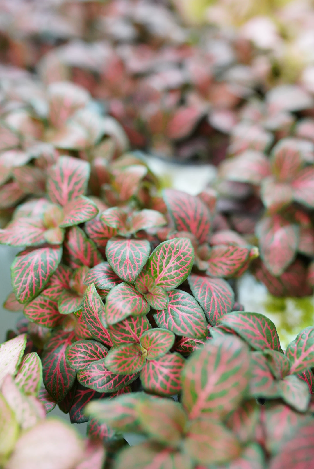 Fittonia-Red