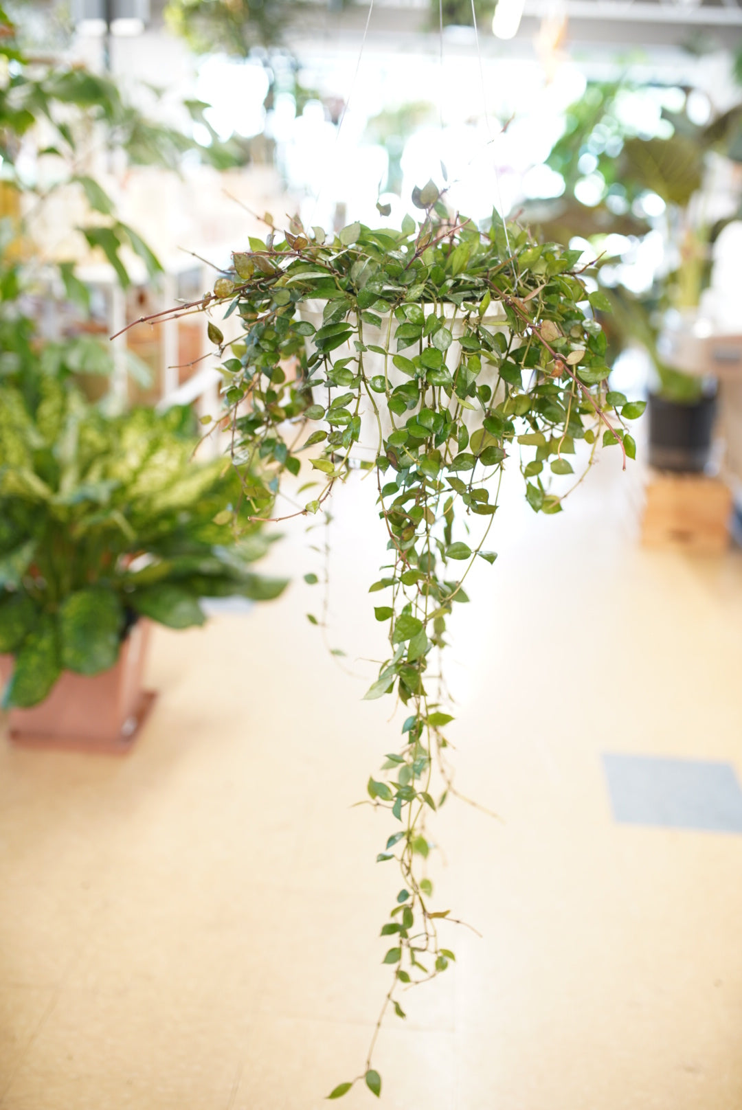 Hoya Lacunosa 'Mint'