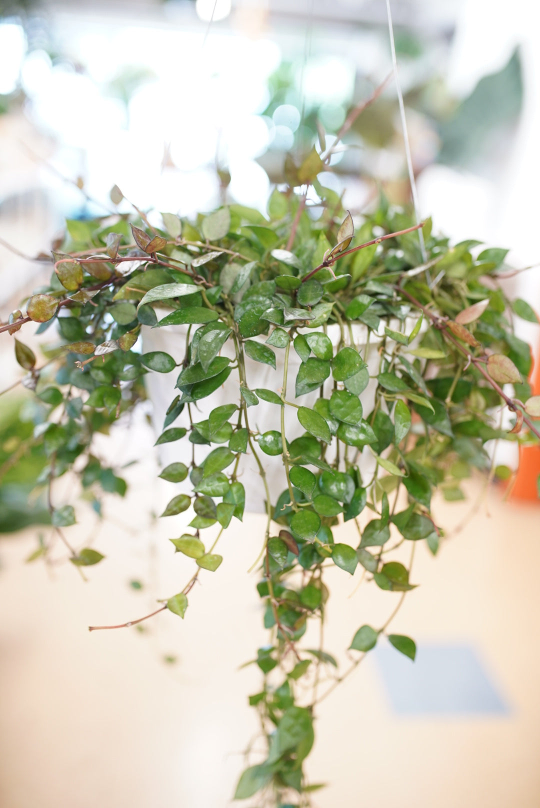 Hoya Lacunosa 'Mint'
